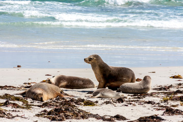 Fototapeta premium Group of Sea Lions on the sandy beach, South Australia.