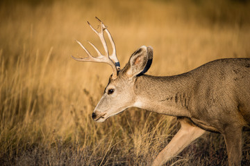 Mule deer buck in rut in autumn