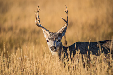 Mule deer buck in rut in autumn