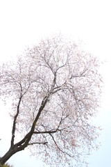 ふくふく地蔵の桜