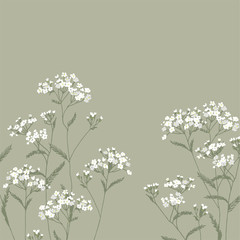   Achillea millefolium. White, wildflowers. Medicinal plant. Wild flower. Botanical illustration.