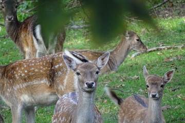 fallow deer and fawn