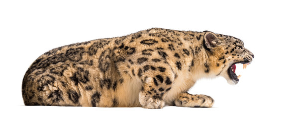 Snow leopard, Panthera uncia, also known as the ounce © Eric Isselée