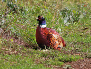 Adult male Pheasant (Phasianus colchicus) sitting on a grassy verge
