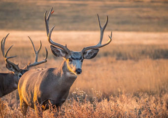 Mule deer buck in rut in autumn