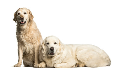 Obraz premium Golden Retriever & Polish Tatra Sheepdog