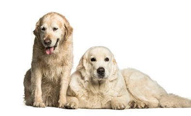 Fototapeta premium Golden Retriever & Polish Tatra Sheepdog