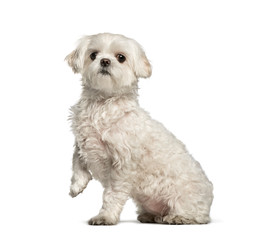 Maltese dog sitting against white background