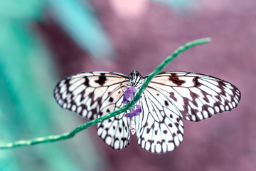 Beautiful butterfly sitting on flower in a summer garden