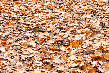 meadow covered by orange fallen leaves in park