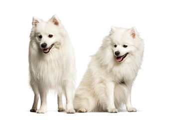 Japanese Spitz sitting against white background