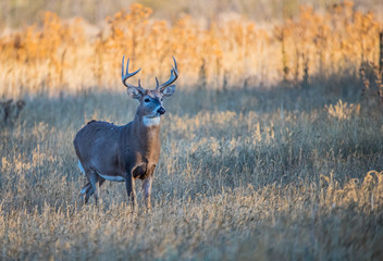 Mule deer buck in rut in autumn