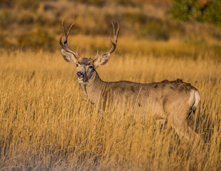Fototapeta premium Mule deer buck in rut in autumn