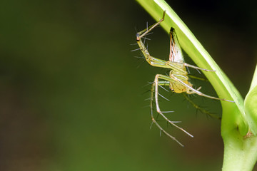 closeup macro spider on plant