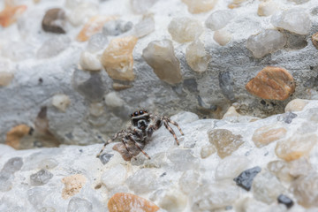 closeup macro spider