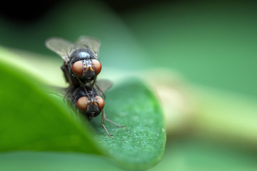 close up macro fly breeding