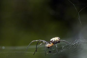 closeup macro spider on web