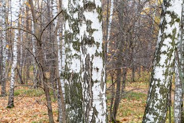 birch trunks in grove in city pank in late fall