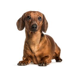 Dachshund lying against white background