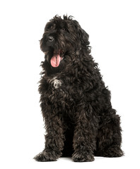 Bouvier des Flandres sitting against white background