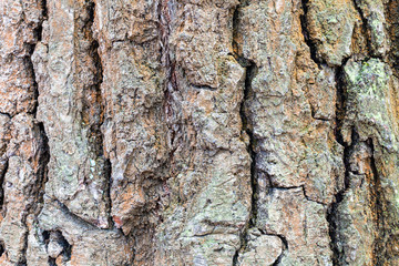 wrinkly bark on mature trunk of oak tree close up