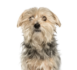 Mixed-breed dog against white background