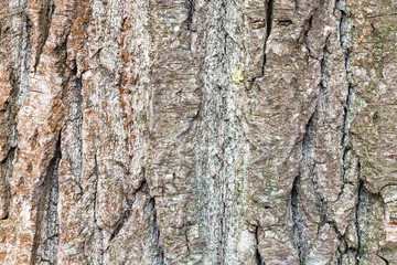 furrowed bark on mature trunk of poplar tree