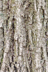 grooved bark on old trunk of poplar tree close up