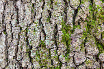 cracked bark on old trunk of alder tree close up