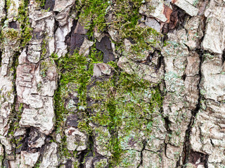 cracked bark on mature trunk of apple tree