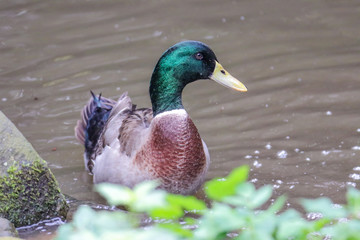 Wildenten