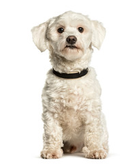 Maltese sitting against white background