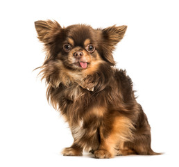 Chihuahua sitting against white background