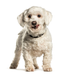 Maltese standing against white background