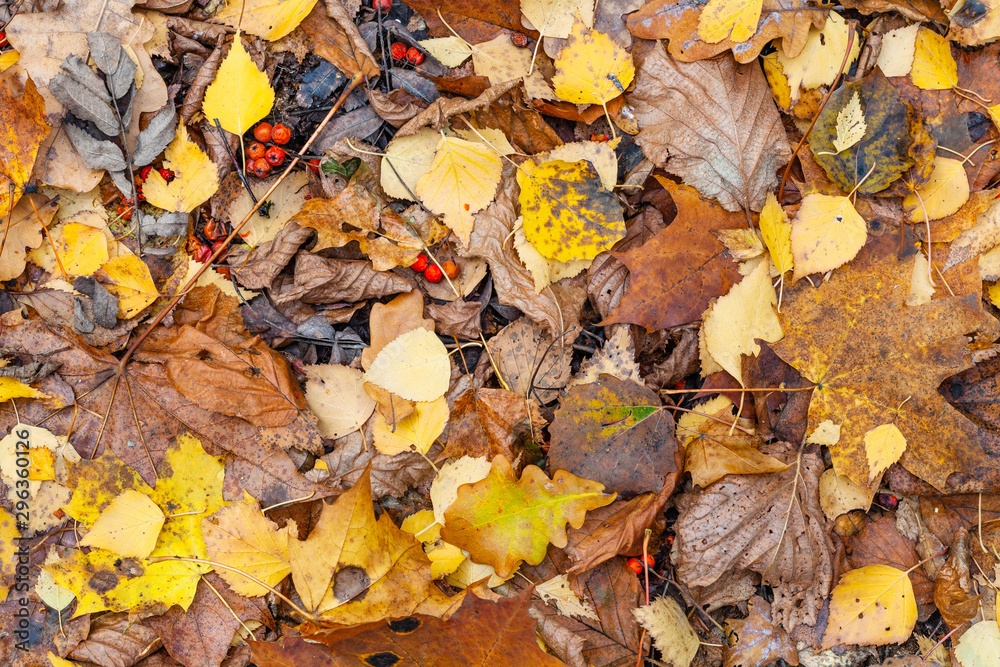 Canvas Prints top view of wet various fallen leaves in late fall