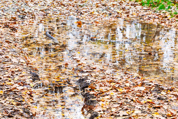 puddle in wheel track covered by fallen leaves