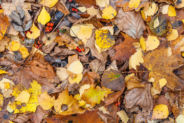top view of wet various fallen leaves in late fall