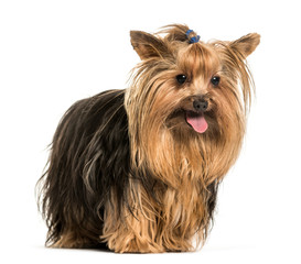 Yorkshire terrier standing against white background