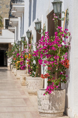 Flowerpots with bright decorative flowers near the white wall in the city of Bodrum, Turkey.