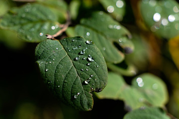 feuille gouttes d'eau 