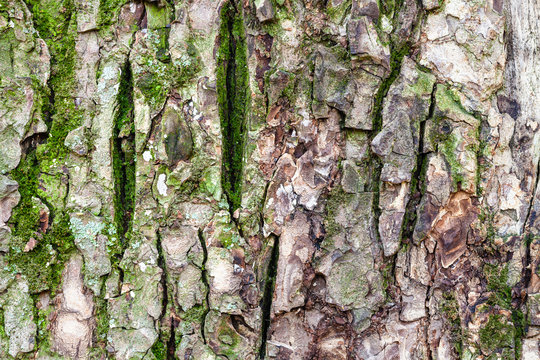 uneven bark on old trunk of elm tree close up