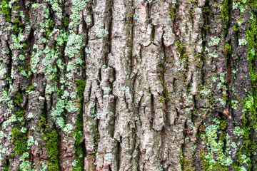 Obraz premium mossy and cracked bark on old trunk of maple tree