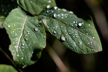feuille gouttes d'eau 