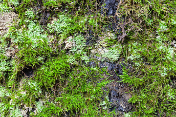 green lichen and moss on old trunk of birch tree