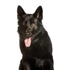 German Shepherd sitting against white background
