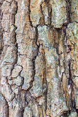 wrinkly bark on old trunk of oak tree close up