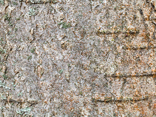 natural bark on trunk of rowan tree close up