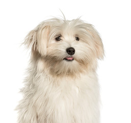 Maltese, 7months,  against white background