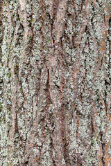 Obraz premium rough bark on mature trunk of willow tree close up