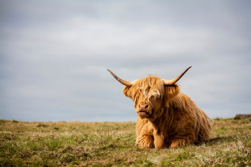 highland cow by the sea in mull - obrazy, fototapety, plakaty